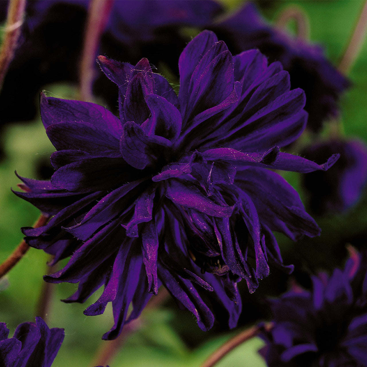 Aquilegia vulgaris Blue Barlow