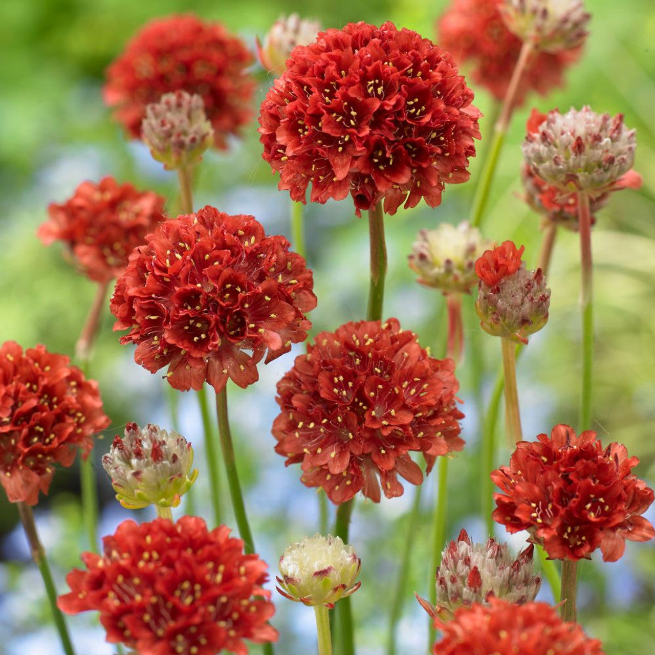 Armeria Ballerina Red