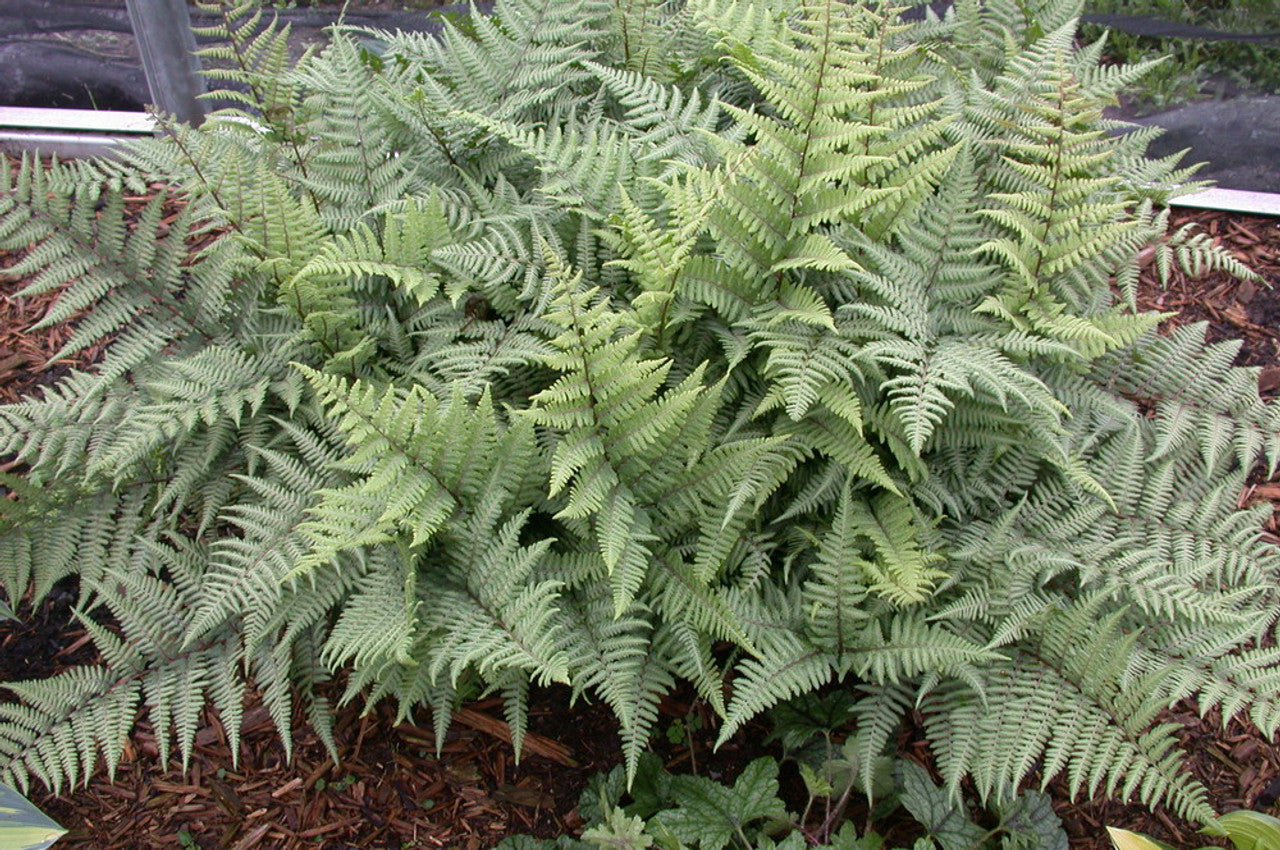 Athyrium Ghost Fern