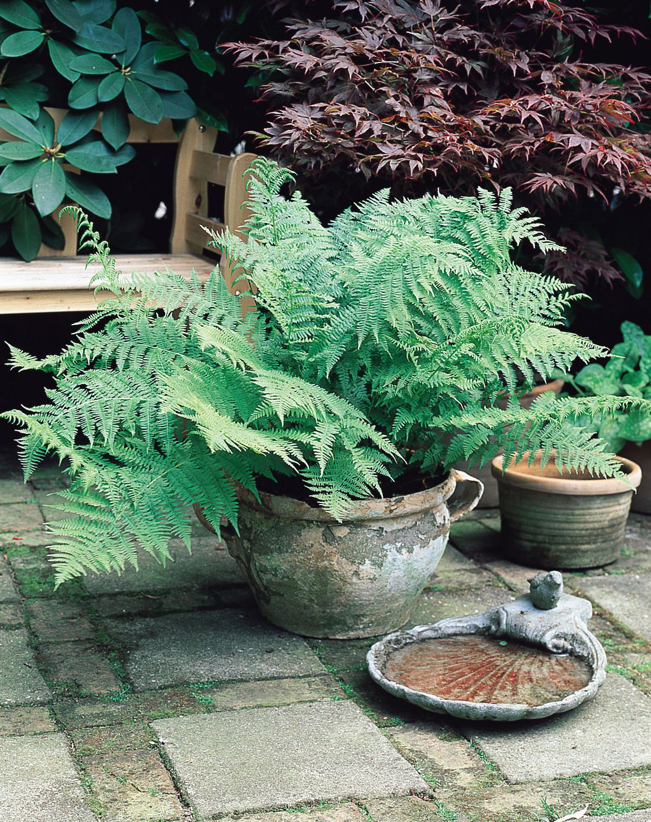 Athyrium filix-femina Fern