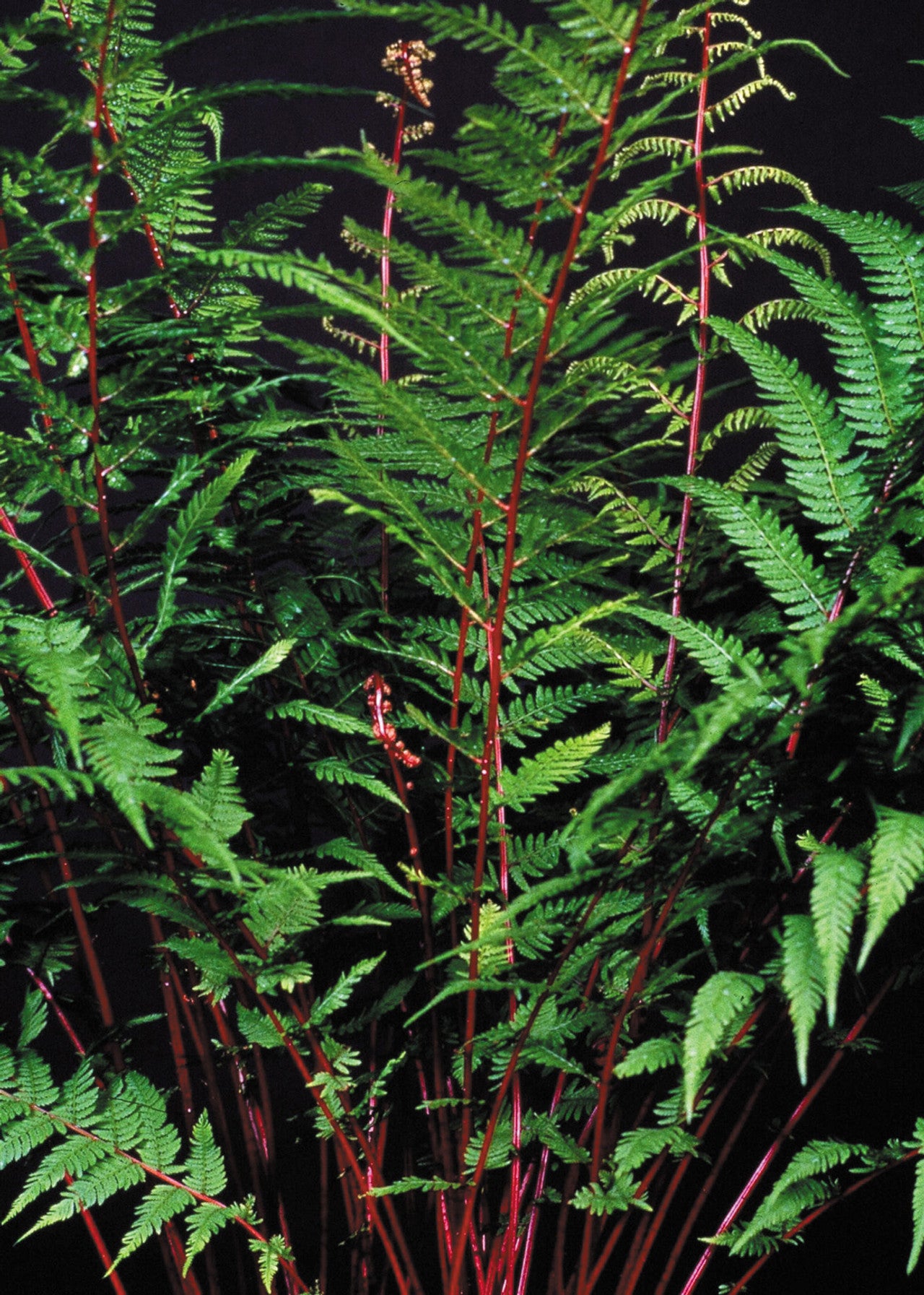Athyrium niponicum Lady in Red Fern