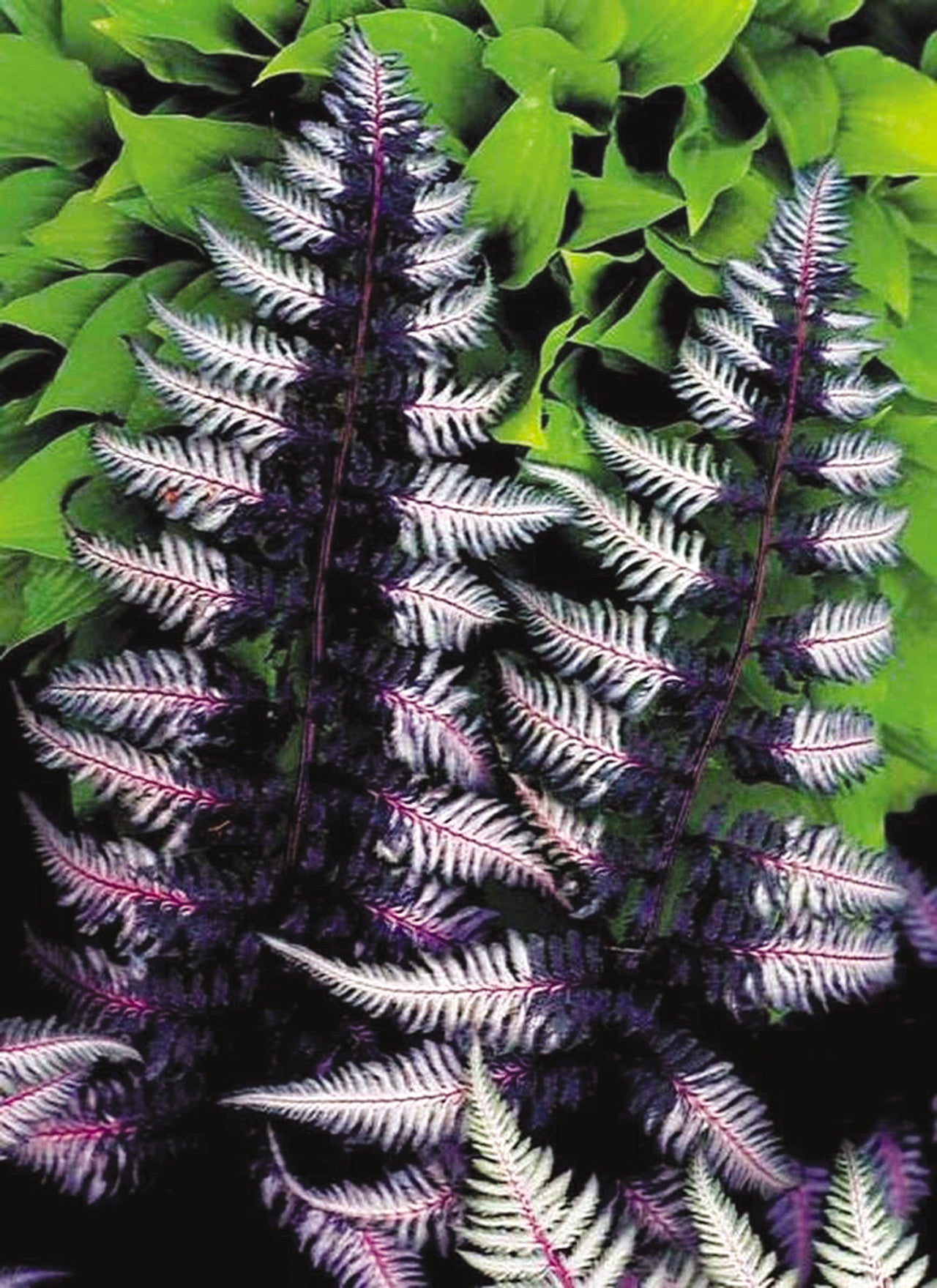 Athyrium nip. Ursula's Red Fern