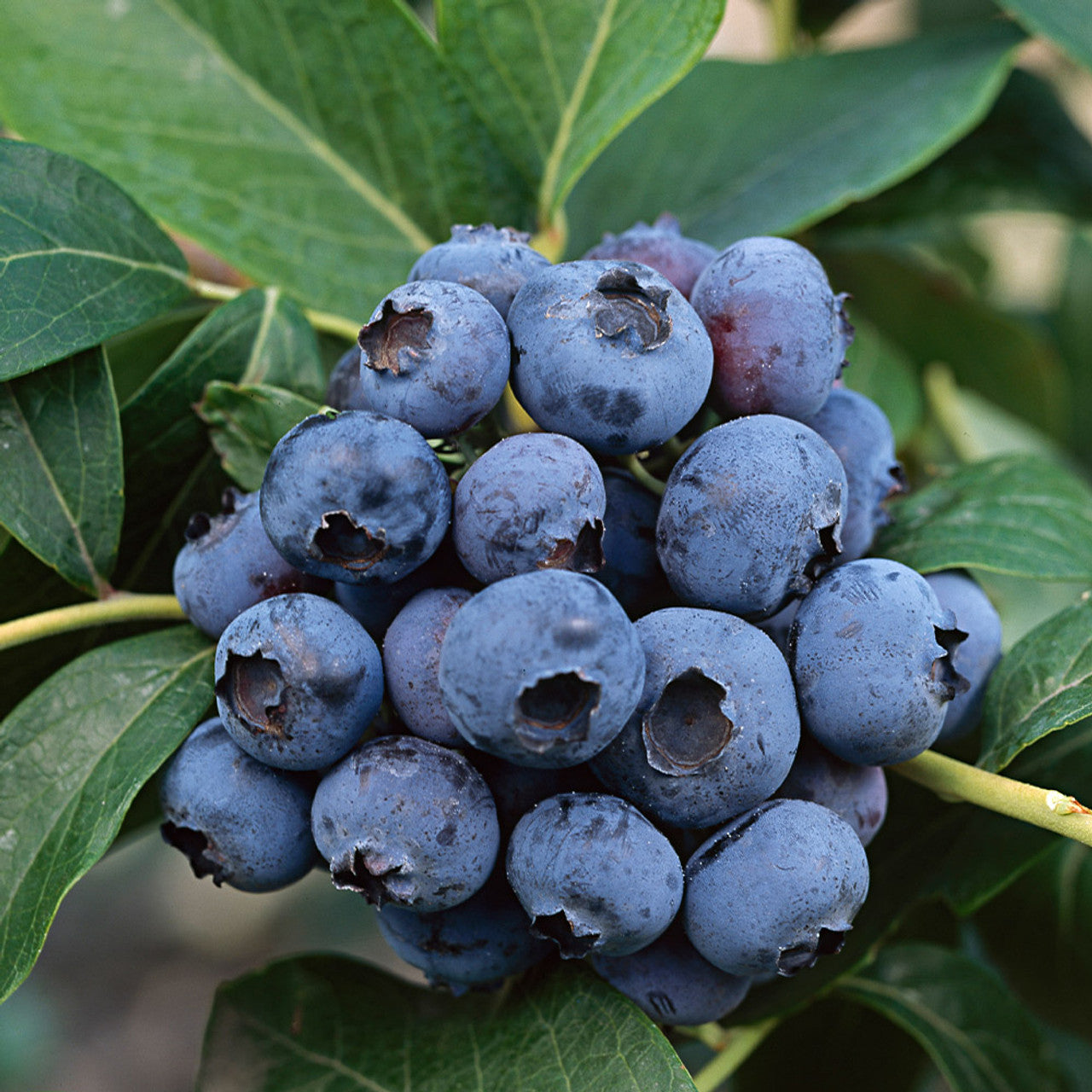 Blueberry Fruiting Dixi