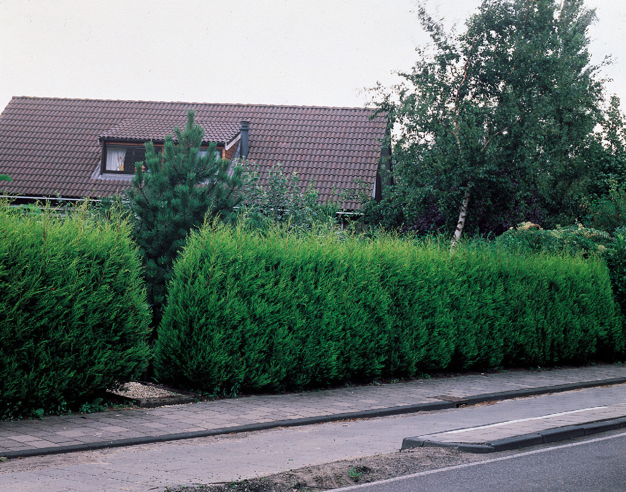 Leylandii Hedging (Green Conifer) Pack of 5