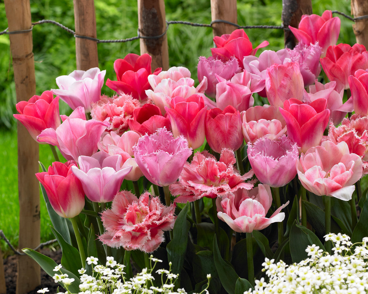Tulip Pink Blend Mix