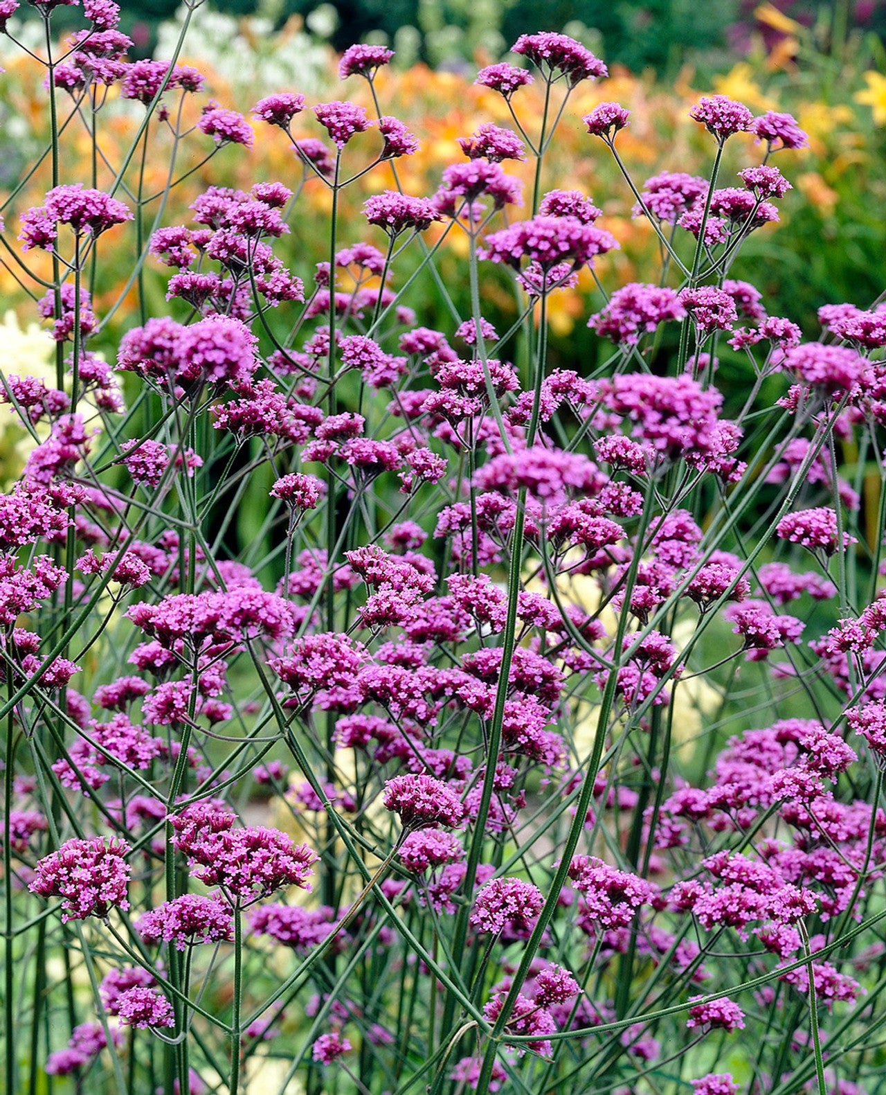 Verbena bonariensis