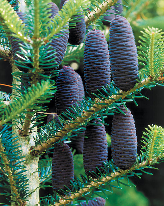 Abies koreana (Korean Fir)