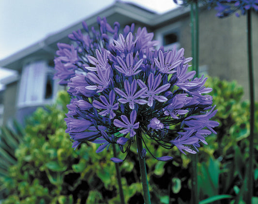 Agapanthus Blue Peter