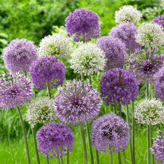 Allium Haarlem Superglobe