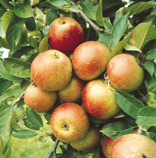 Apple Laxtons Superb