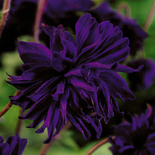 Aquilegia vulgaris Blue Barlow