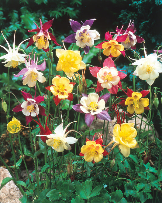 Aquilegia Mix