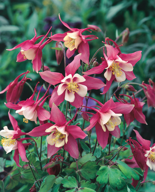 Aquilegia Rose Queen