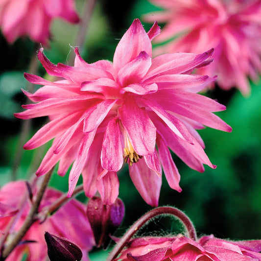 Aquilegia vulgaris Rose Barlow