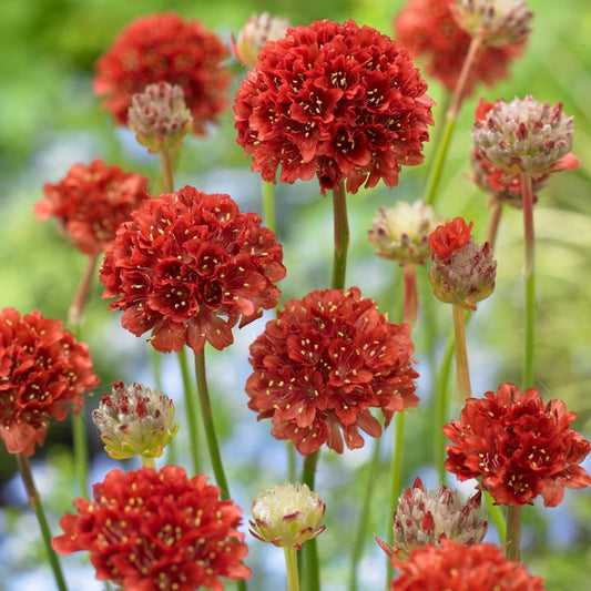 Armeria Ballerina Red