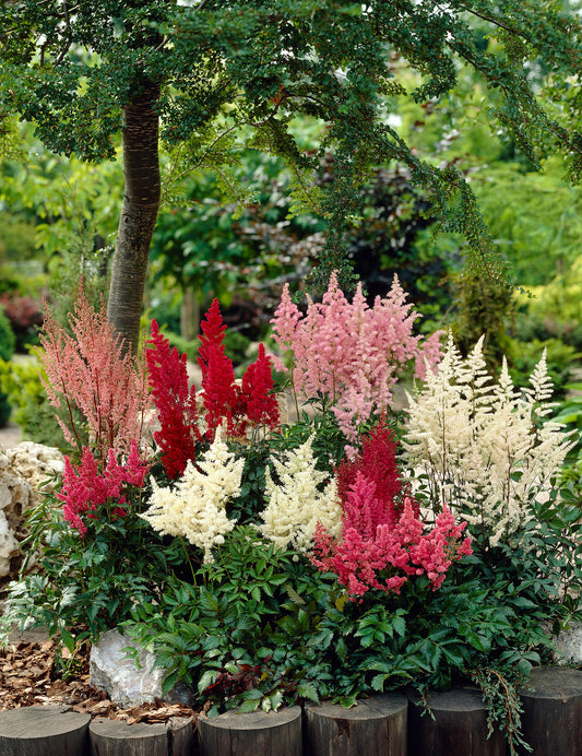 Astilbe Mixed