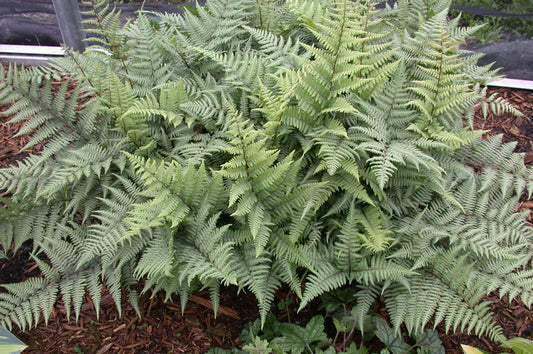 Athyrium Ghost Fern