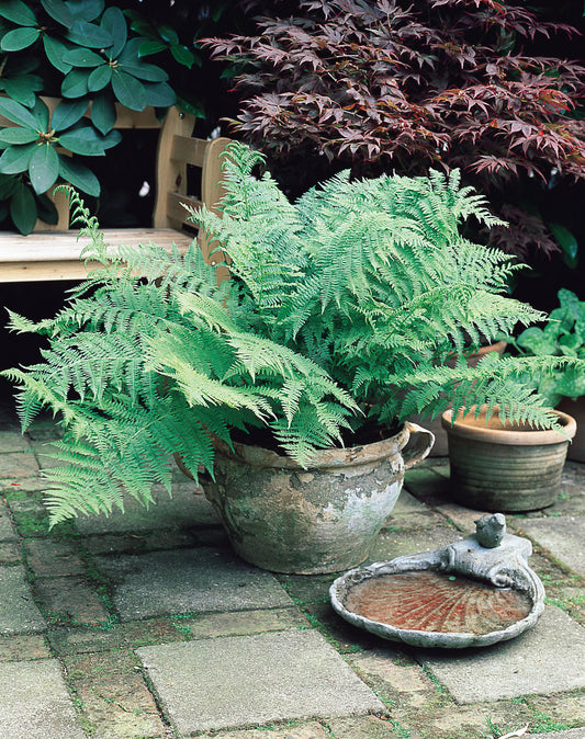 Athyrium filix-femina Fern