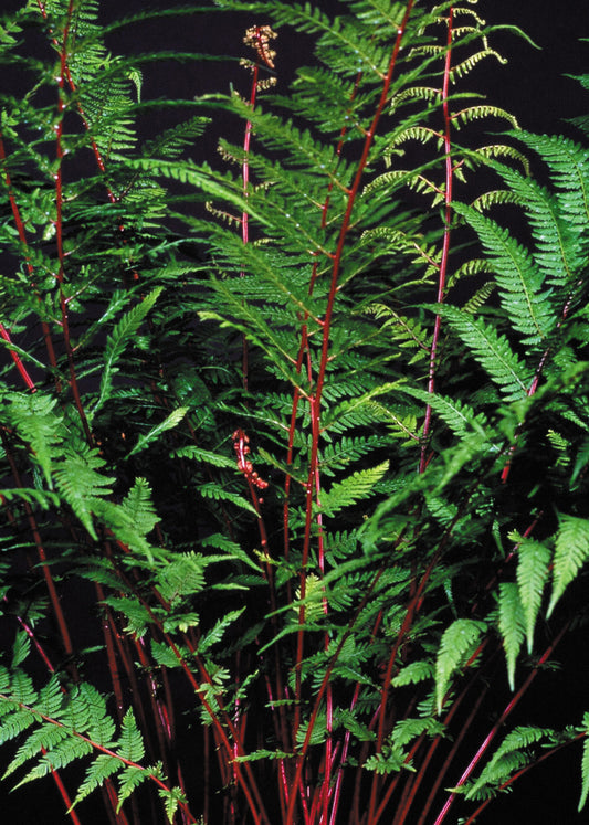 Athyrium niponicum Lady in Red Fern