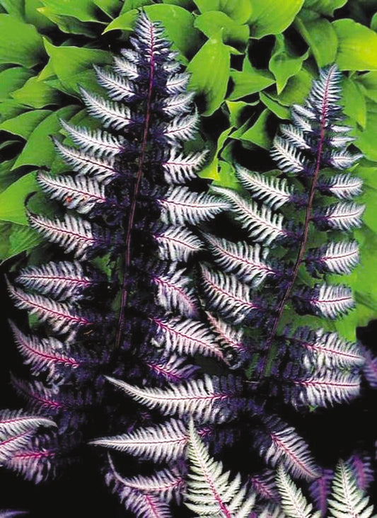 Athyrium nip. Ursula's Red Fern