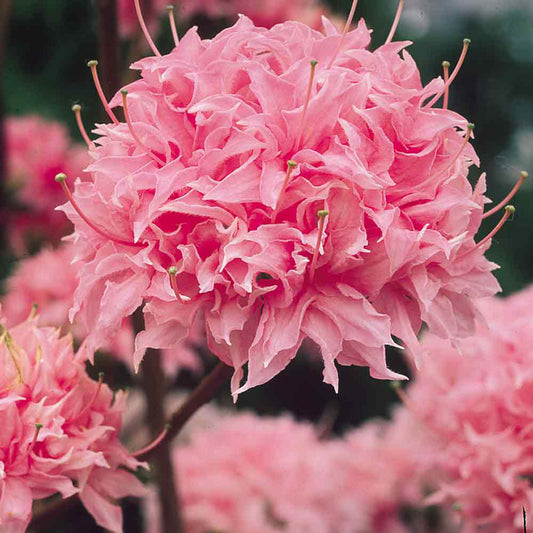 Azalea Knap Hill Homebush