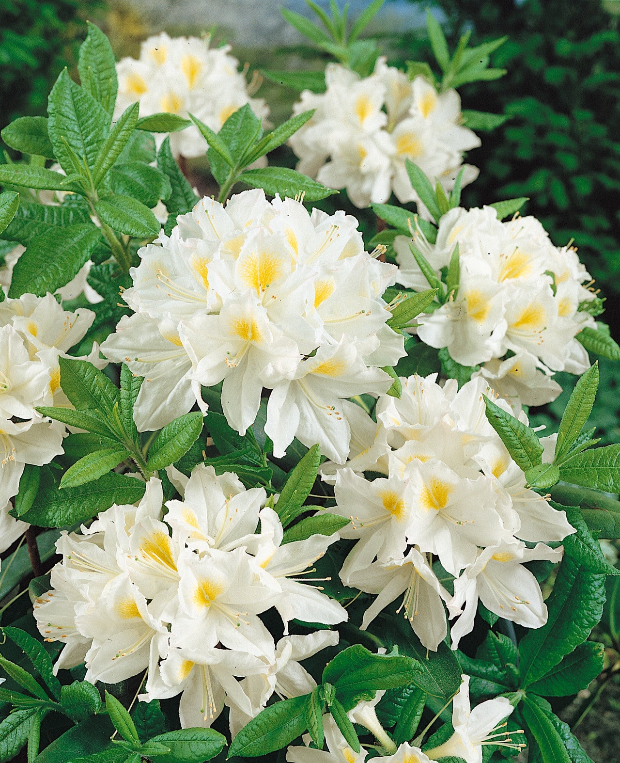 Azalea Persil