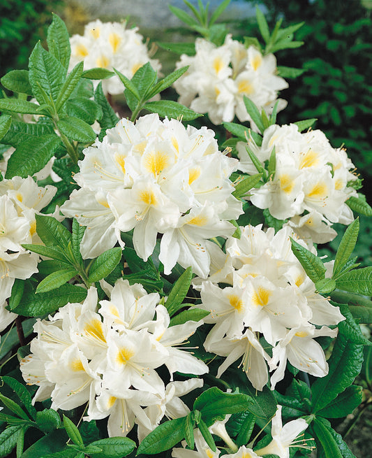 Azalea Persil