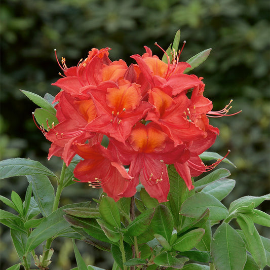 Azalea Tunis