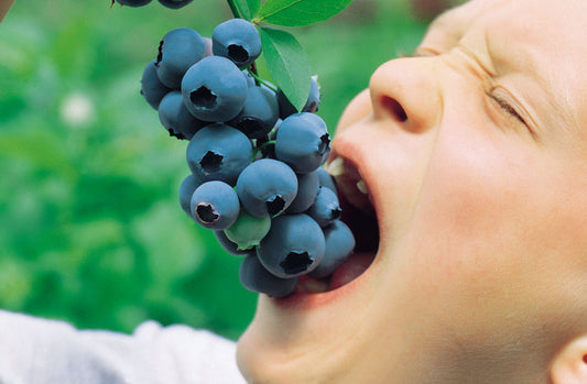 Blueberry Patriot