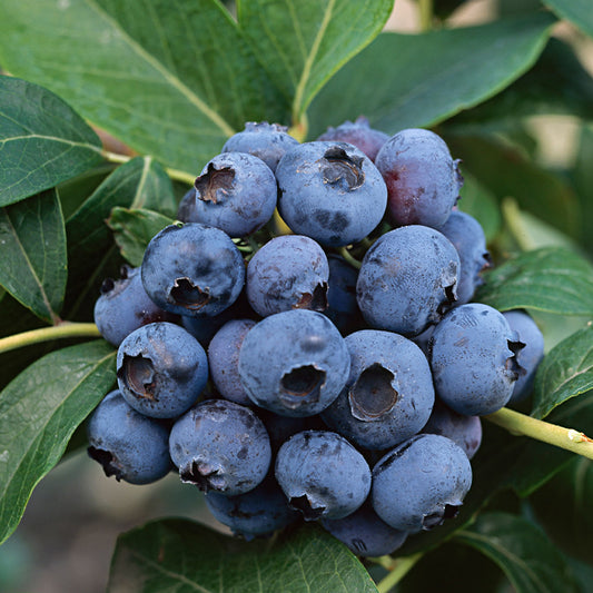 Blueberry Fruiting Dixi