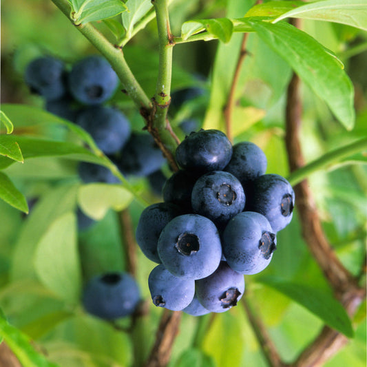 Blueberry Fruiting Gold Traube