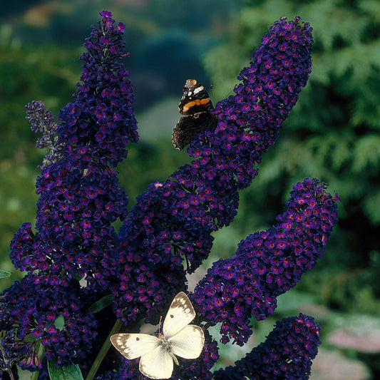 Buddleia Black Knight