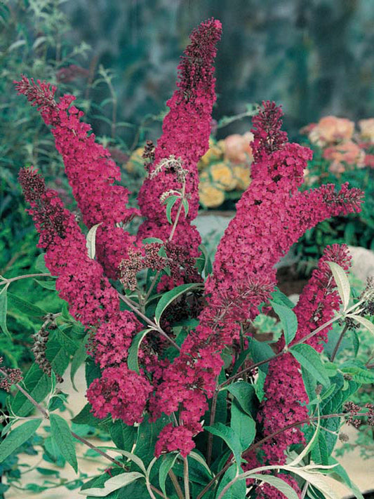Buddleja Royal Red