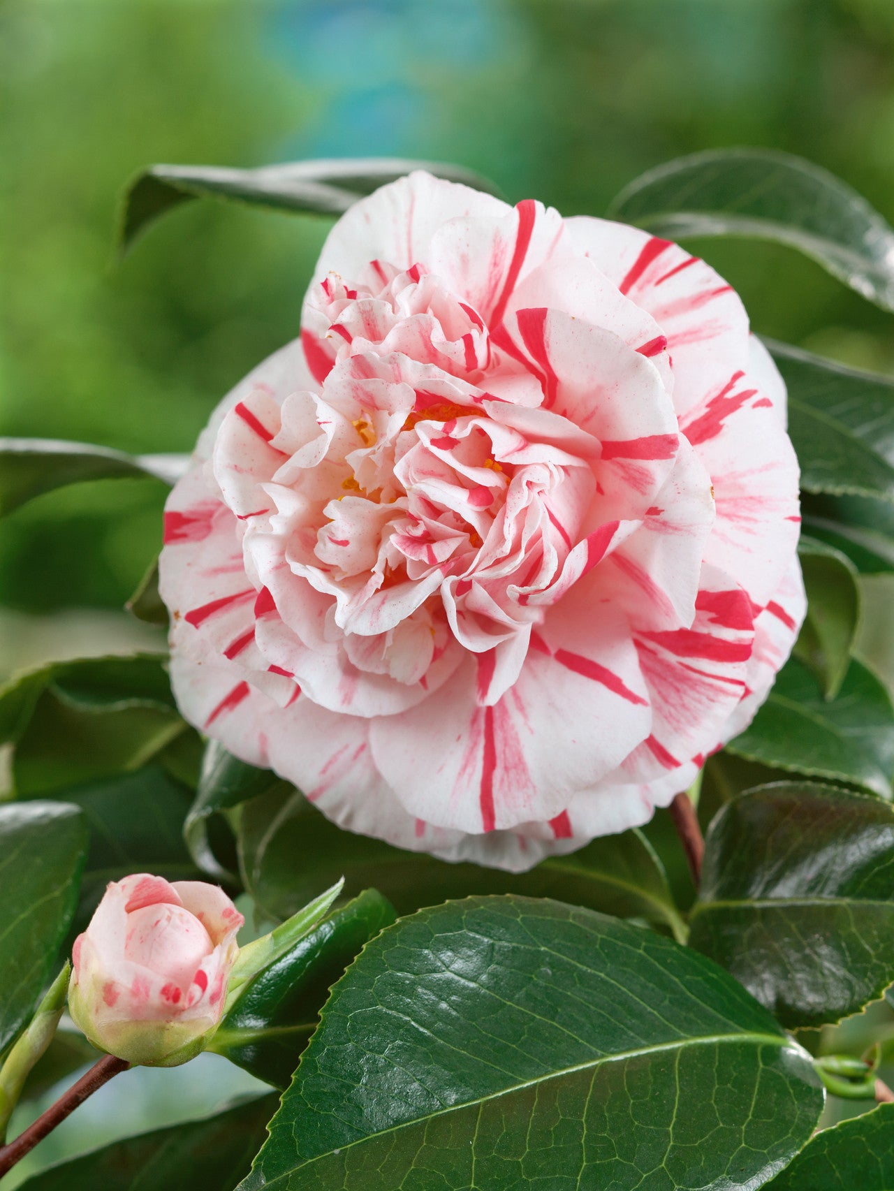 Camellia Chameleon