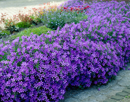 Campanula portenschlagiana