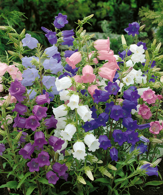 Canterbury Bells Mixed