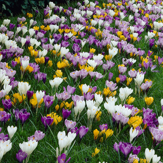 Crocus Large Flowering Mix