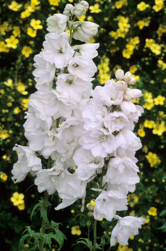 Delphinium Galahad