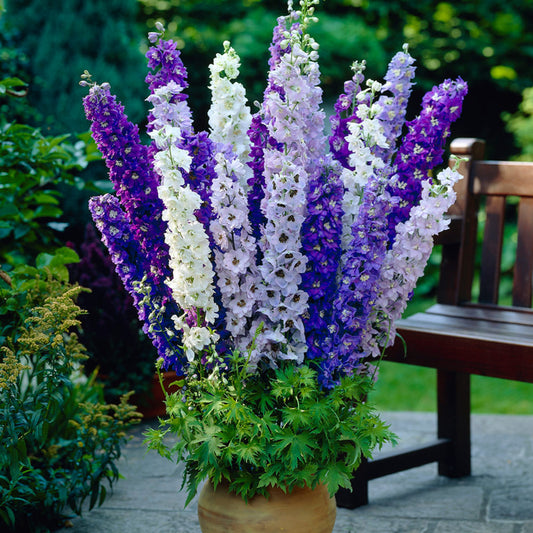 Delphinium Blue and White