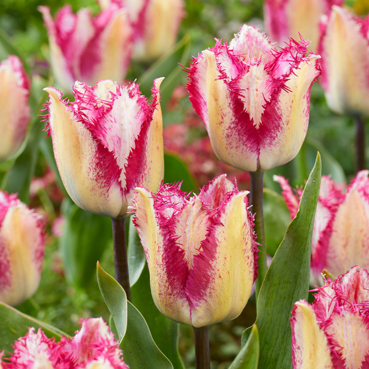 Tulip Yasmine