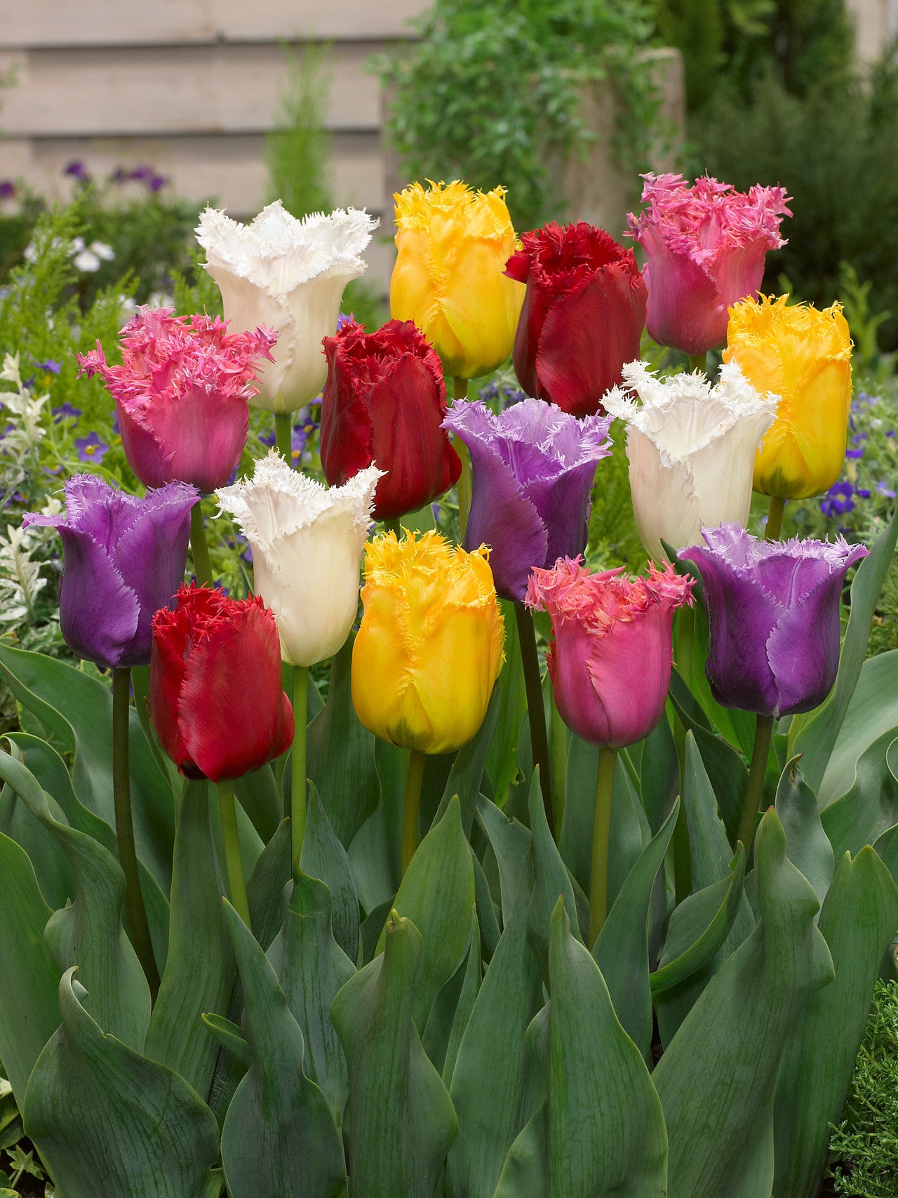 Tulip Fringed Mixed