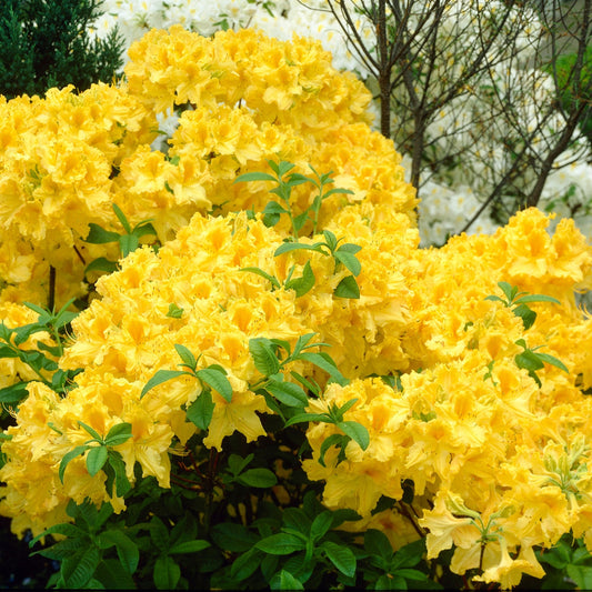 Azalea Knap Hill Anneke